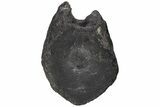 Ankylosaur (Polacanthus) Caudal Vertebra - Isle of Wight, England #206486-2